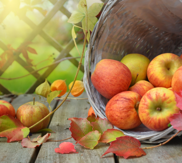 Apples - Image 2