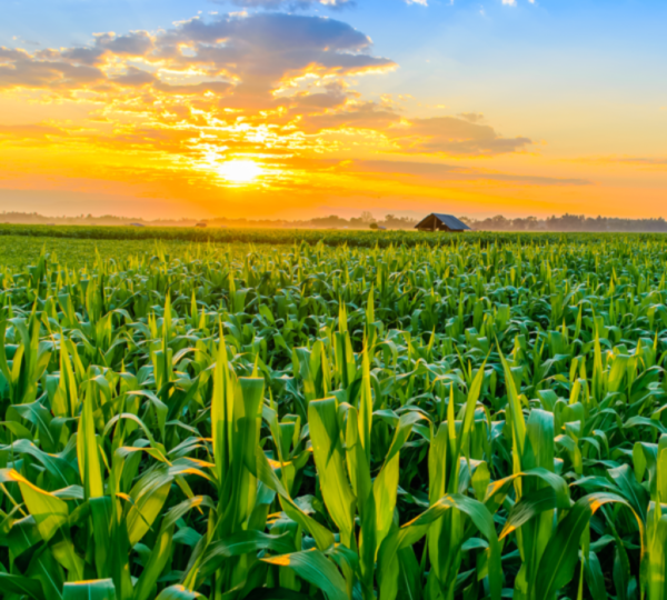 RBD Corn Oil - Image 2